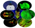 小動(dòng)物活體熒光成像系統(tǒng) Whole Body Imaging System