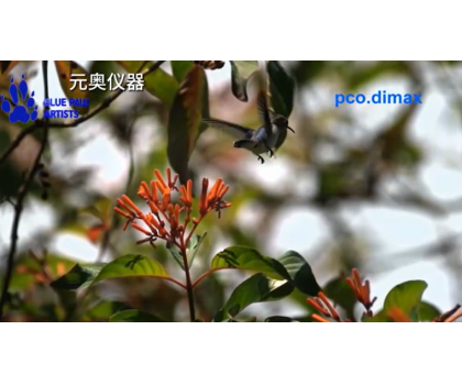 生物仿真-蜂鳥展翅1