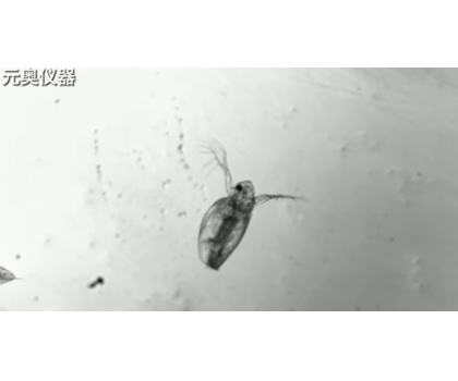 生物仿真-水生動物擺臂游泳