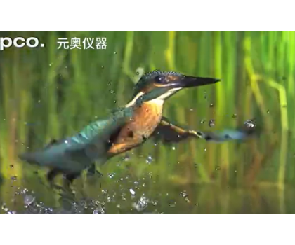 翠鳥捕魚-高速攝影