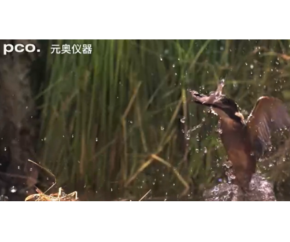 翠鳥捕魚2-高速攝影