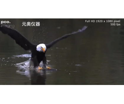 白頭鷹捕魚過程-高速成像拍攝