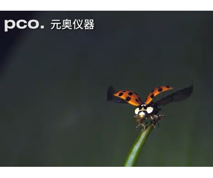 瓢蟲展翅-高速成像拍攝