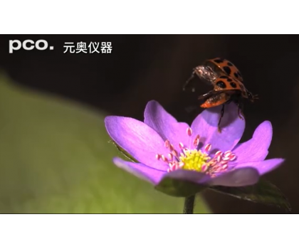 瓢蟲展翅過程高速攝影
